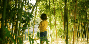 A small boy stands in a forested area with tropical trees.