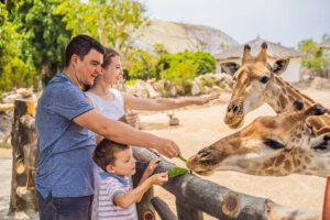 A family at the zoo reaches out their hands to feed a giraffe while a second giraffe stands nearby.