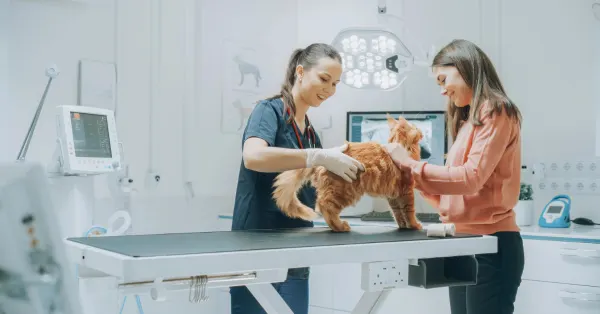Veterinarians treating pets at clinic