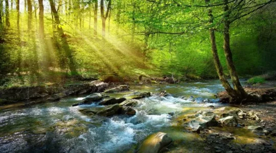 A stream runs through a forest in springtime. Create Temporary Access Passes to enable onboarding automation.